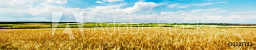 Panoramic view of a wheat field - 900018834