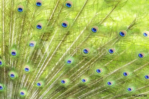 Peacock Feathers - 900590564