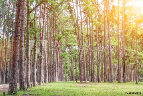 Pine trees plantation (suanson-boekaew) in Chiang Mai, Thailand - 901151316