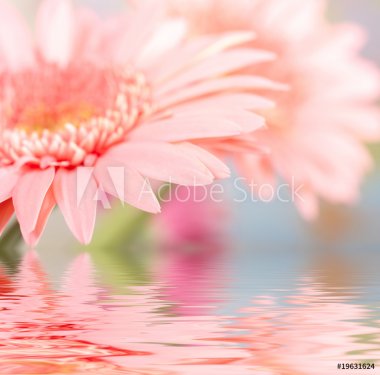 Pink daisy-gerbera with soft focus reflected in the water. - 900129120