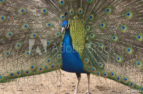 Portrait of beautiful peacock with feathers out - 900395358