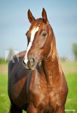 Portrait of beautiful red horse in summer - 901151496