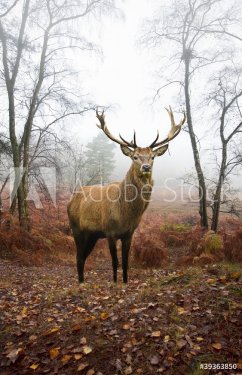 Red deer stag in foggy misty Autumn forest landscape at dawn