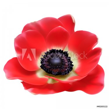 Red flower spring blossom - 900581691