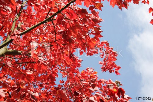 Red maple leaves - 900451675