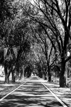 Road running through the tree alley for background in black and