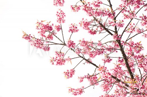 Sakura Flower or Cherry Blossom with Beautiful Background - 901145033