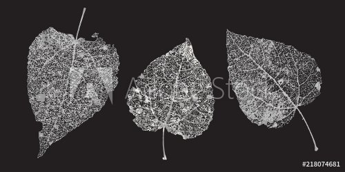 Set of white gray skeletons leaves on a black background. Fallen foliage for autumn designs. Natural leaf aspen and birch. Vector illustration