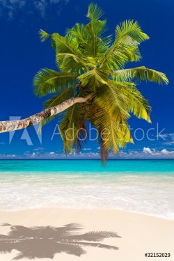 seychelles plage cocotier - 900027294