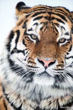 Siberian Tiger Close Up - 901139408