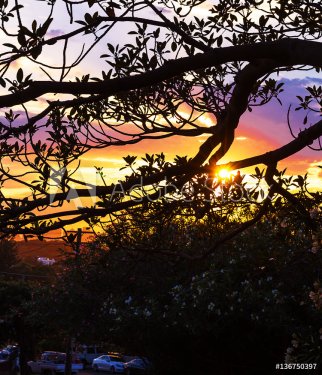Silhouettes of tree branches with colourful sky during sunset. Clouds during sunset at Watson's Bay, Sydney, Australia