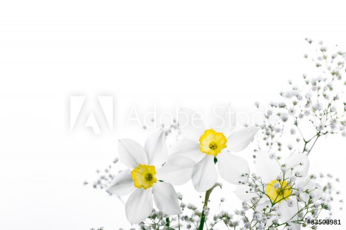 Spring floral border, beautiful fresh narcissus flowers - 901151634
