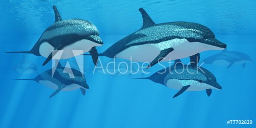 Striped Dolphin Pod