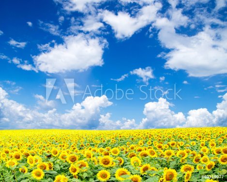 sunflower field - 900332300