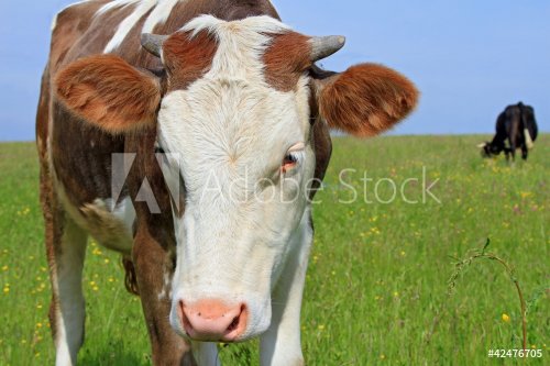 The calf on a summer pasture. - 900444482