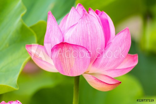 The Lotus Flower.Background is the lotus leaf.Shooting location is the Sankei... - 901149043