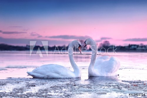 The romantic white swan couple swimming in the river in beautiful sunset colors. Swans symbolize the pure love and greatness of beings.