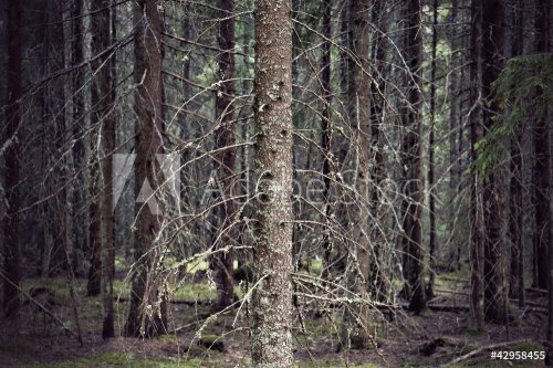 Thick forest with bare trunks of spruce trees