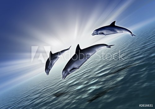 three dolphin diagonal - 900192496