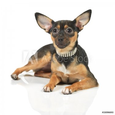 toy terrier dog looking up - 900634910