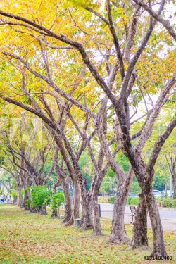 Trees planted in public park, Bangkok, Thailand