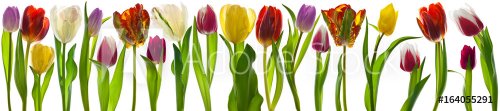 Tulips - 901149558