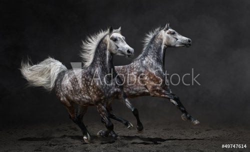 Two gray arabian horses gallop on dark background