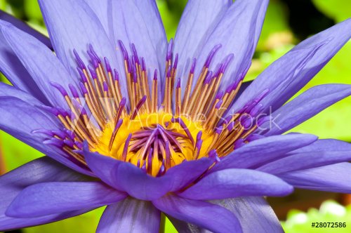 Water lily flower - 901140061