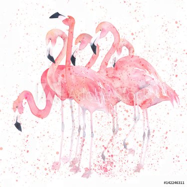 Watercolor flamingos with splash. Painting image - 901153453