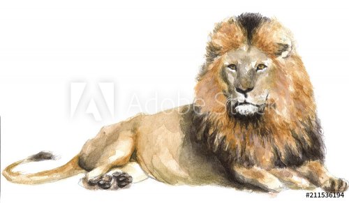 watercolor illustration of a lion, drawing by the hand of a wild predatory Af... - 901153424