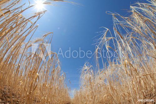 wheat and sun - 900404716
