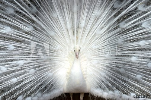 White peacock close-up - 901150312
