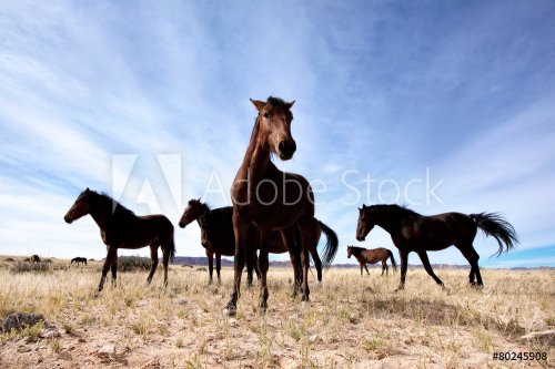 Wild horses - 901144345
