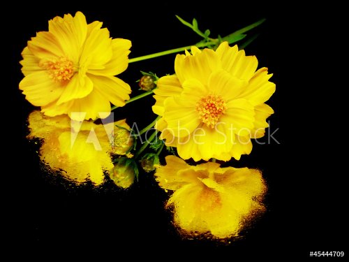 yellow cosmos flower - 901142648