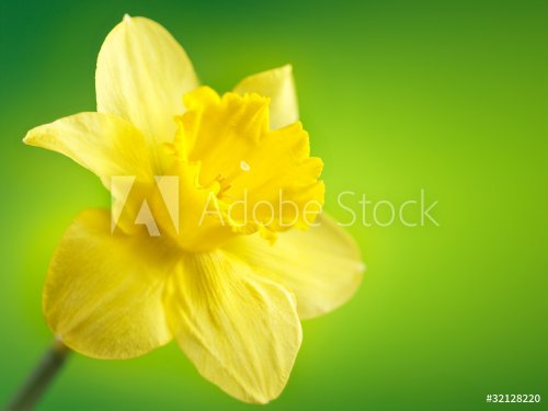 yellow narcissus on green - 900634925