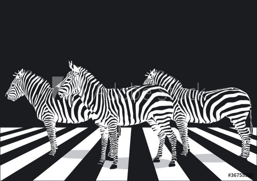 Zebras auf Zebrastreifen - 900468981