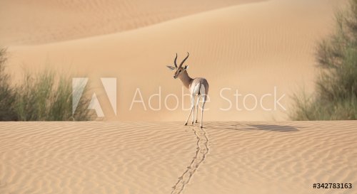A single gazelle stallion walking over sand dunes