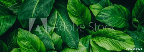 abstract green leaf texture, nature background, tropical leaf - 901156300