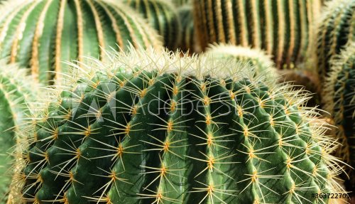 Close-up Of Cactus Growing On Field - 901156362