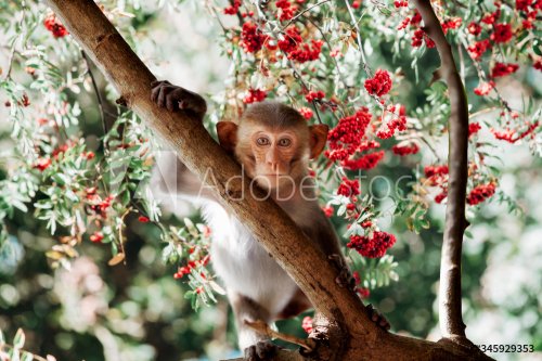 Cute little monkey sits on the tree - 901156344