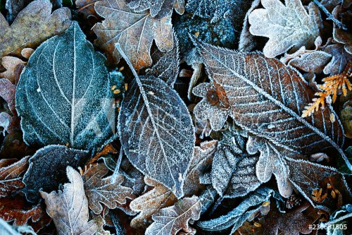 Detailed close up of frozen leaf early in the morning in winter