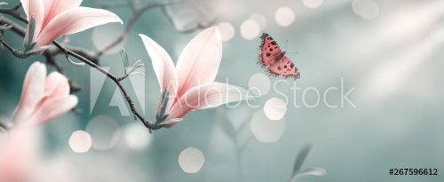Mysterious spring background with pink magnolia flowers and flying butterfly. Magnificent floral banner.