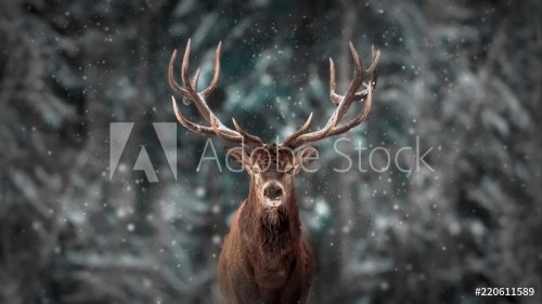 Noble deer male in winter snow forest. Artistic winter christmas landscape. - 901156369