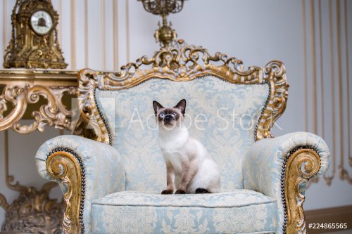Beautiful rare breed of cat Mekongsky Bobtail female pet cat without tail sits interior of European architecture on retro vintage chic royal armchair 18th century Versailles palace.