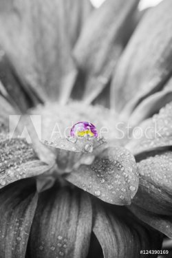 Beautiful Splash of Purple on a Daisy in the Garden - 901156459