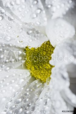 Beautiful white chrysanthemums that bloomed closeup with dew drops on the pet... - 901156465