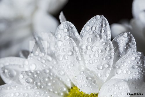 Beautiful white chrysanthemums that bloomed closeup with dew drops on the pet... - 901156466