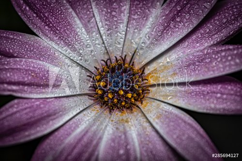 Cape rain daisy blossom with rain drops - 901156458
