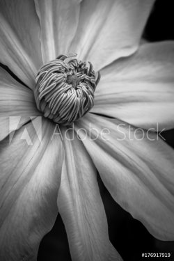 Clematis in monochrome - 901156468