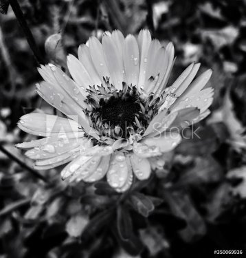 Close-up Of Water Drops On Daisy - 901156467